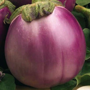 Italian Eggplant -  Israel