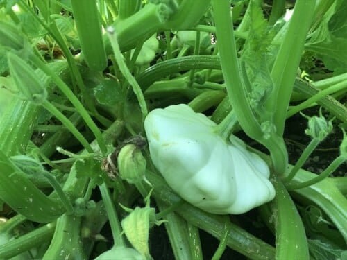 Squash patty pan Janet Verte seed 25