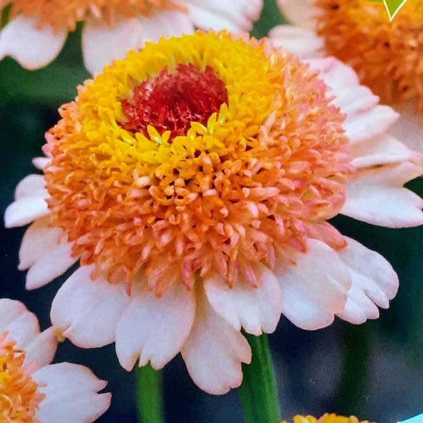 Zinderella Peach/ Orange mix  Zinnia seeds 50
