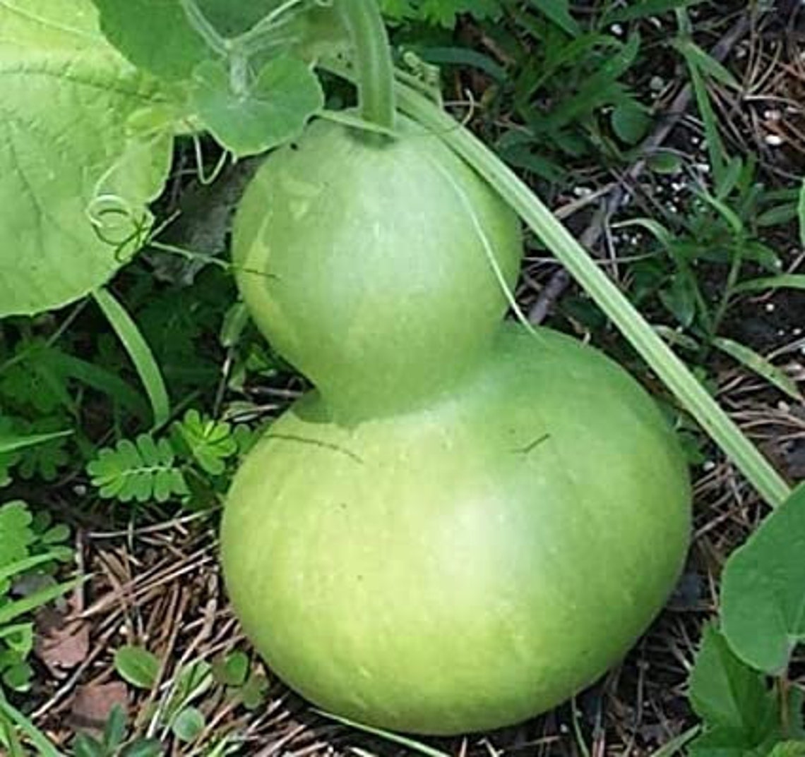 Giant bottle gourd seeds 6 Etsy