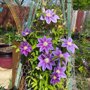 Clematis Julia seeds 15