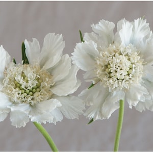 May include: Two white pincushion flowers with green stems against a light gray background.