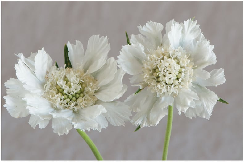 May include: Two white pincushion flowers with green stems against a light gray background.
