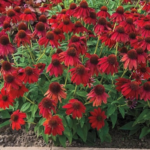 coneflowers  Sombrero Red echinacea flower seeds  30