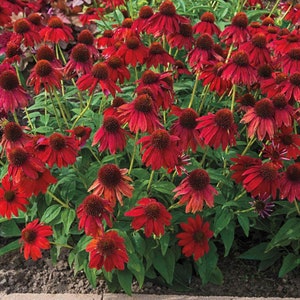 thumbnail image 2 of 40 Zinnia Deep Red Giant Dahlia Flowered Seeds - Open-Pollinated, Easy Grow 2 of 4