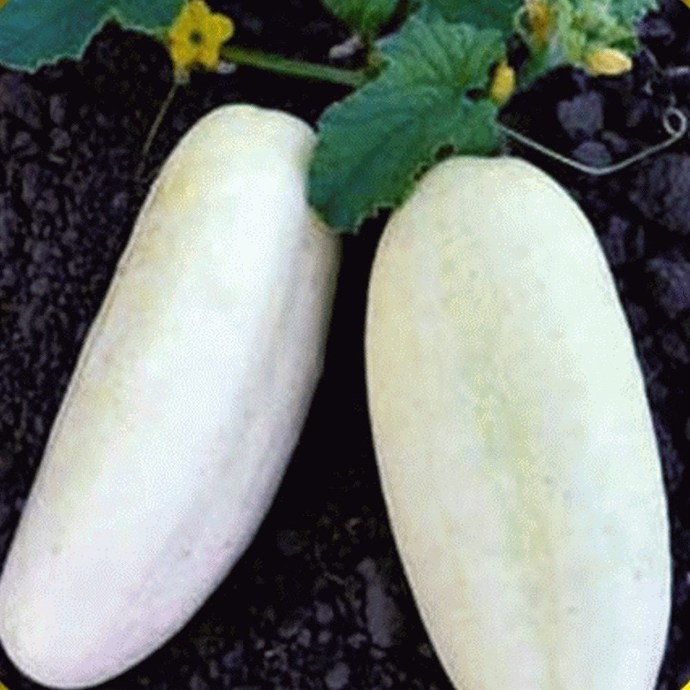 Cucumber White cucumber seeds 10 Etsy