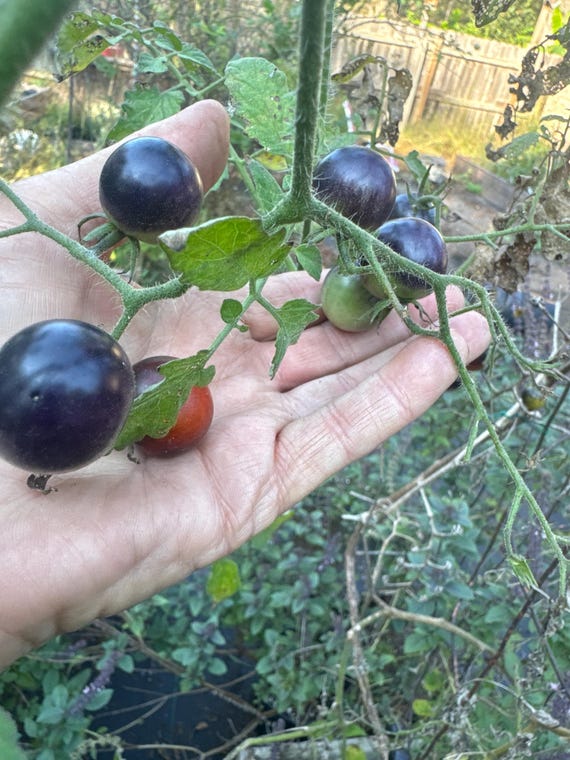 POMODORO CHERRY CILIEGINO NERO ZEBRINO F1 | Ortoflora - di Valter POMODORO CHERRY CILIEGINO NERO ZEBRINO F1 | Ortoflora - di Valter