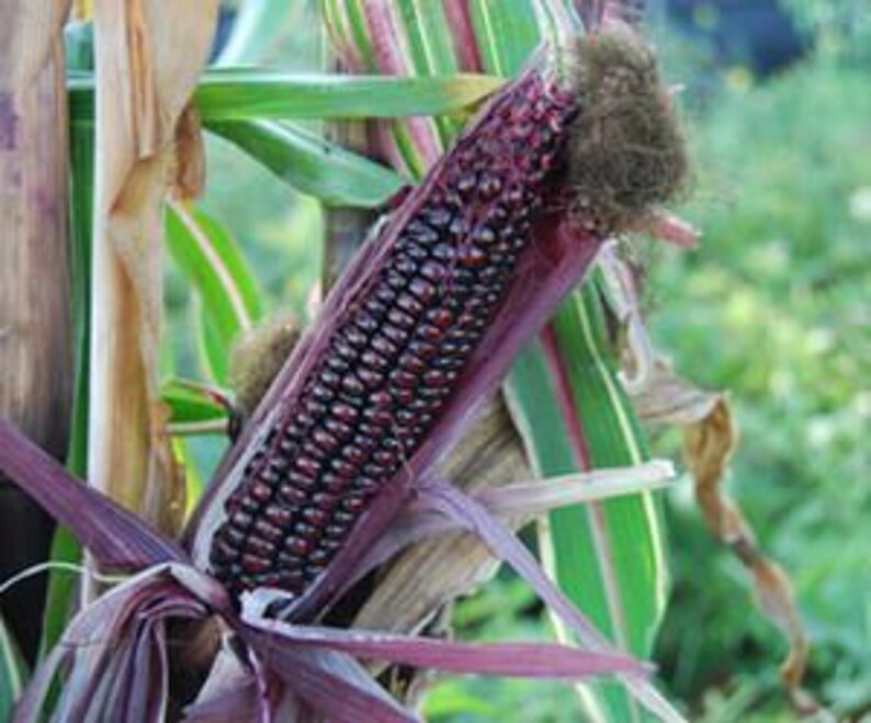 Corn Japonica Striped Maize Organic 25 Etsy