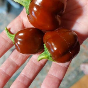 Chocolate Cherry Peper Seeds  Sweet Spicy Heirloom Capsicum Chinese 10 Seeds