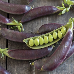 Pea Royal snap ll snap peas seeds  100