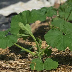 Squash-Patty-Pfanne G-Star Sommerkürbis-Samen 25