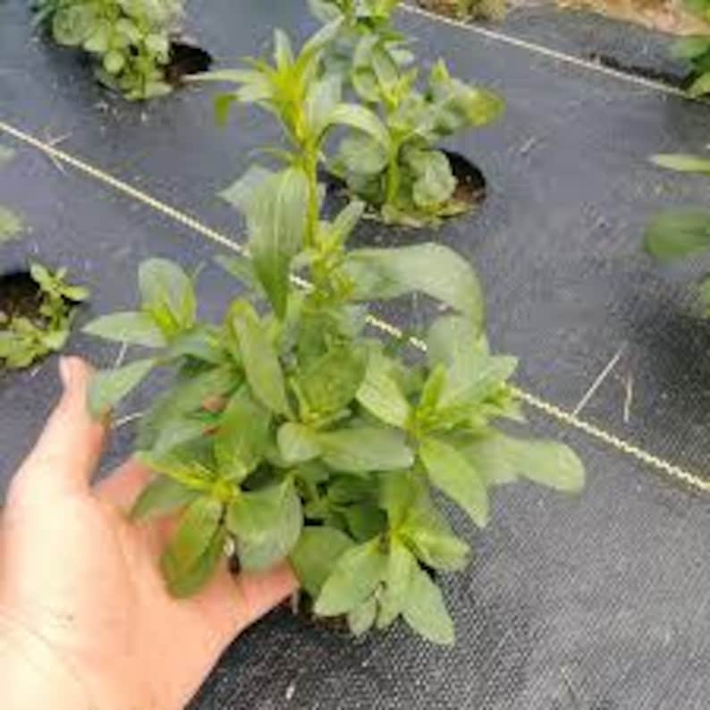 Puede incluir: Una planta verde de hojas con m&uacute;ltiples tallos que crece en una maceta negra. La planta est&aacute; siendo sostenida por una mano.