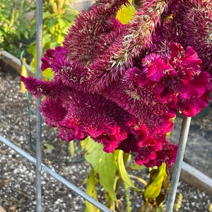 Celosia Celway Red flower seed 25