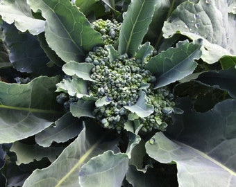 Semillas de brócoli pircicaba 40