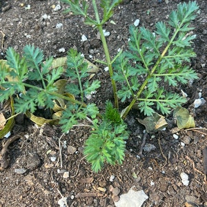 Carrot Heirloom Kyoto Red seed 100