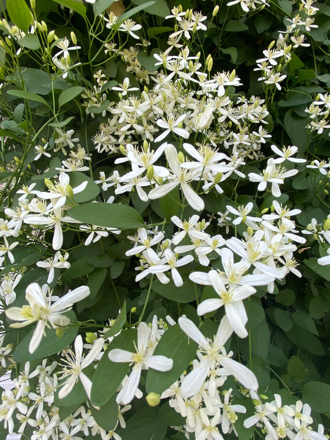 Clematis Jasmine Star Seeds 20 Etsy