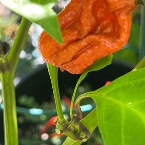 Pepper Carolina Reaper Caramel Hot Pepper seeds 10