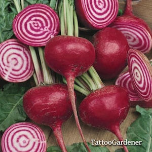 Chioggia Guardsmark Organic Seed 100