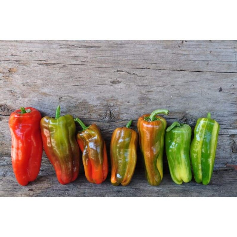 Pepper Candy cane pepper seeds 10 Etsy