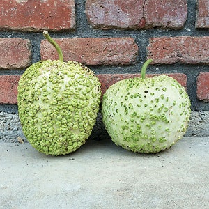 May include: Two green gourds with a bumpy, textured surface. The gourds are sitting on a concrete surface in front of a brick wall.