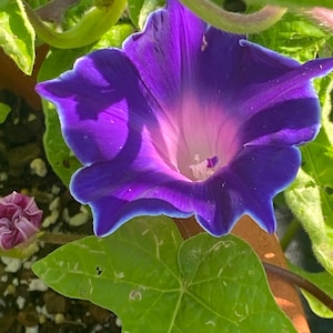 Morning glory double blue (Picotee) flower seeds 10