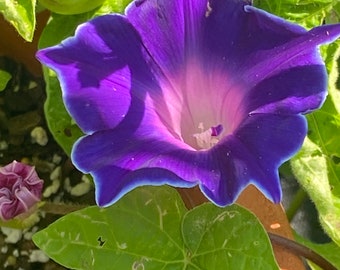 Morning glory double blue (Picotee) flower seeds 10