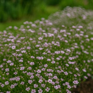 Baby’s breath pink flower seed 100