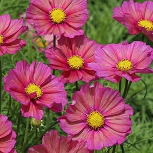 Cosmos  xsenia flower seeds 25