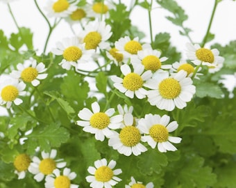 Feverfew Tanacetum parthenium organic  seed 50