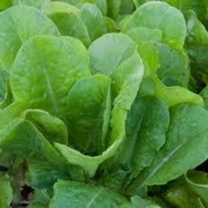 Lettuce Butterhead  Organic  seeds 100