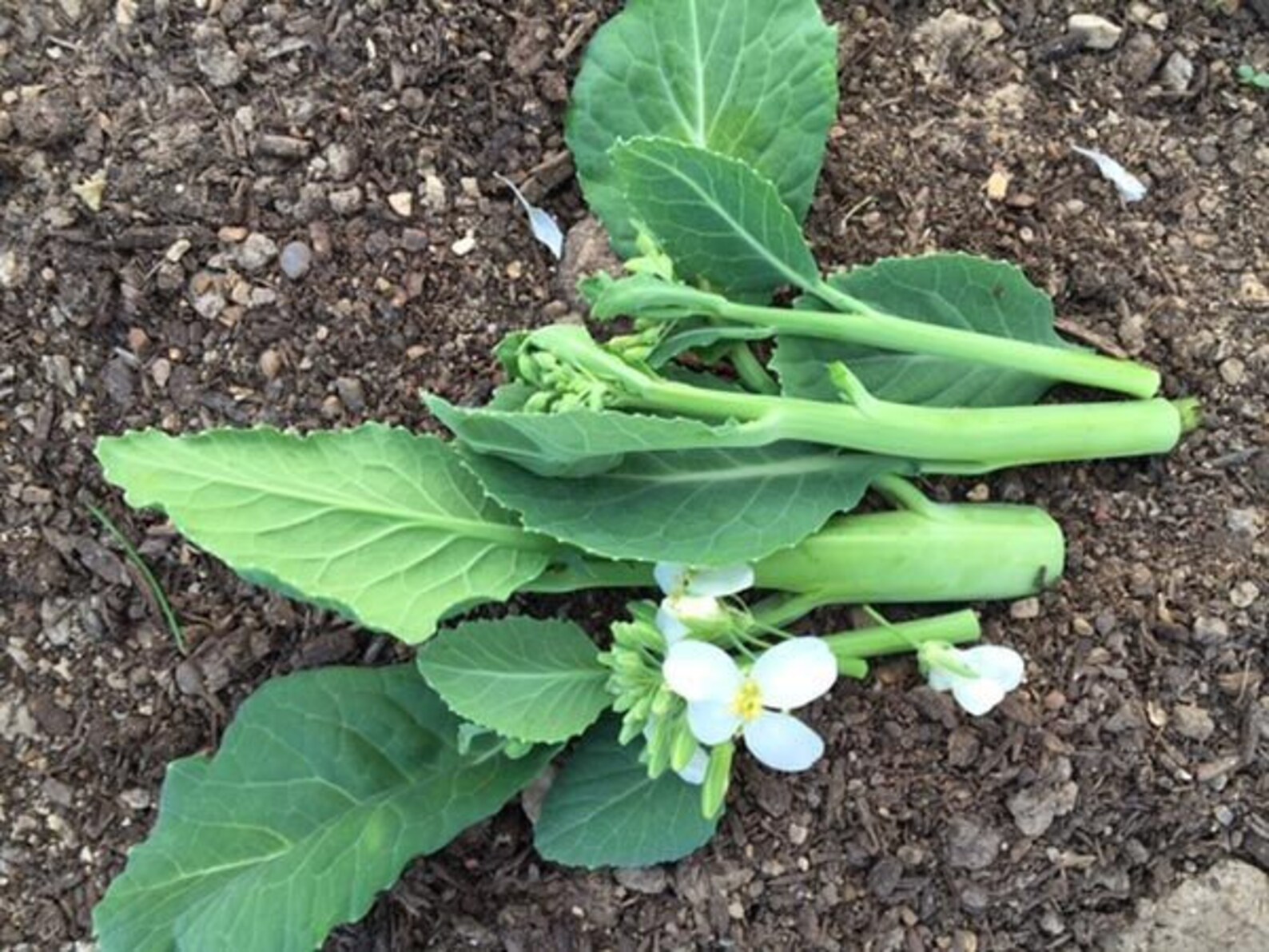 Broccoli Chinese Yod Fah Heirloom Seeds 30 Etsy Australia