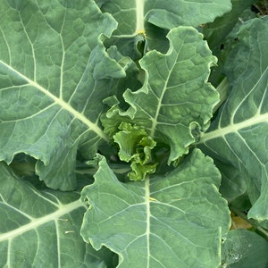 Può includere: Primo piano di una verdura a foglia verde vibrante con una consistenza arricciata. Le foglie sono disposte a spirale, creando un design naturale e organico.