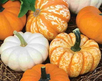 Pumpkin mini harvest blend seeds 10