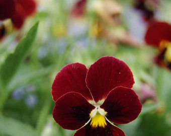 Sementes de Viola Arkwright Ruby Heirloom Flower 25