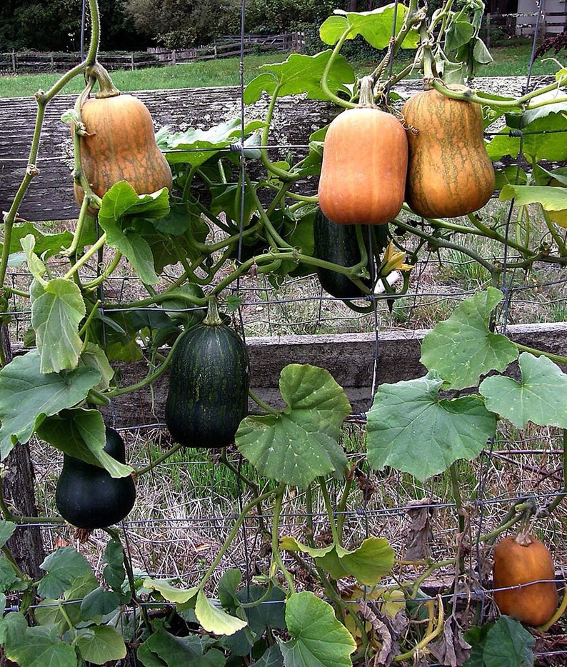 winter squash seedlings