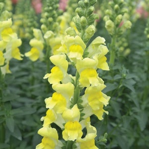 Op de afbeelding: Een close-up van een gele leeuwenbekbloem met groene bladeren. De bloem bloeit en heeft meerdere lagen bloemblaadjes.
