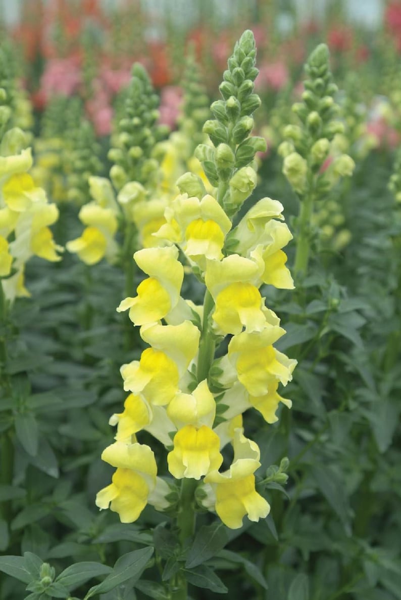 Puede incluir: Primer plano de una flor de boca de drag&oacute;n amarilla con hojas verdes. La flor est&aacute; en flor y tiene m&uacute;ltiples capas de p&eacute;talos.