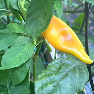Pepper sweet Paprika Ferenc Tender 10