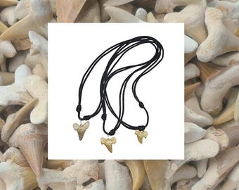 Fossil Otodus Obliquus Shark Tooth Necklace, Prehistoric Morocco Natural History Jewelry