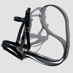 May include: Black leather halter with a silver buckle and a long black leather strap.