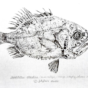 Orange roughy original fish print - Gyotaku