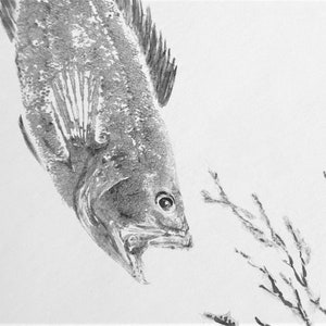original gyotaku - fish print - Comber and seaweed
