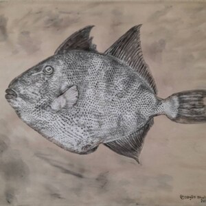 original gyotaku - fish print - Triggerfish - Balistes_capriscus