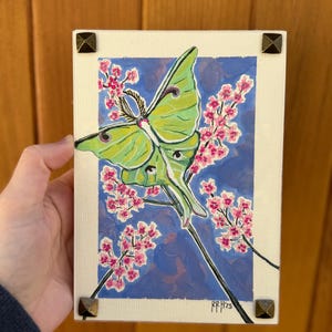 Luna moth