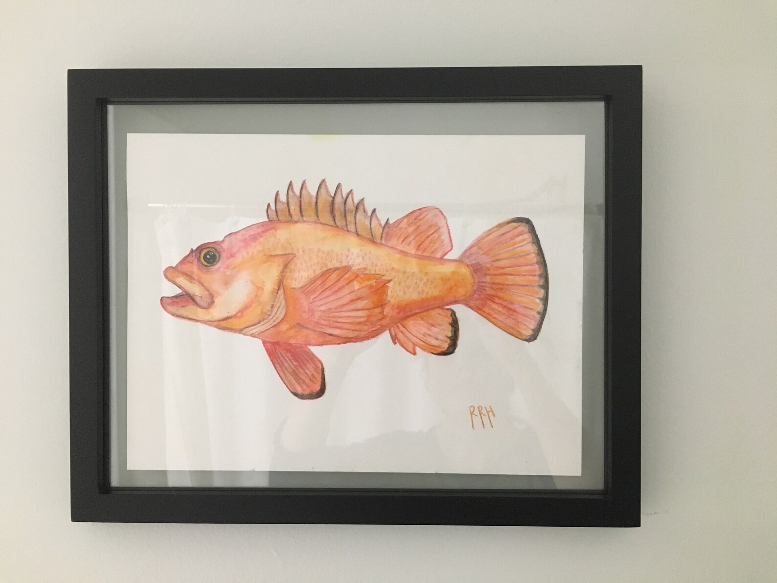 Rougheye rockfish Original Etsy