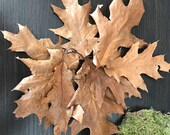100 oak leaves, autumn joy, autumn wonder, November, falling leaves, oak leaves, autumn decor.