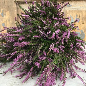May include: A bouquet of purple heather flowers with green stems. The flowers are arranged in a loose, cascading style.