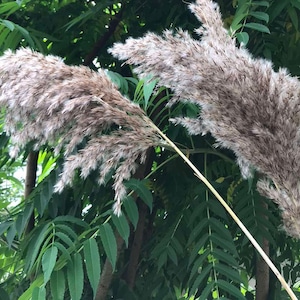 Pampas, dried flowers, dried glass, pampas glass, wedding decor, dried pampas glass, rustic wedding.
