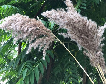 Pampas, getrocknete Blumen, getrocknetes Glas, Pampas Glas, Hochzeitsdekor, getrocknete Pampas Glas, rustikale Hochzeit.