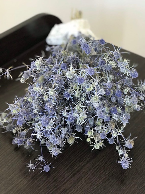 Blue Sea Holly, Bunch of Dried Wild Eryngium, Dried Blue Thistle, Blue  Thistle Bouquet, Blue Dried Flowers. 